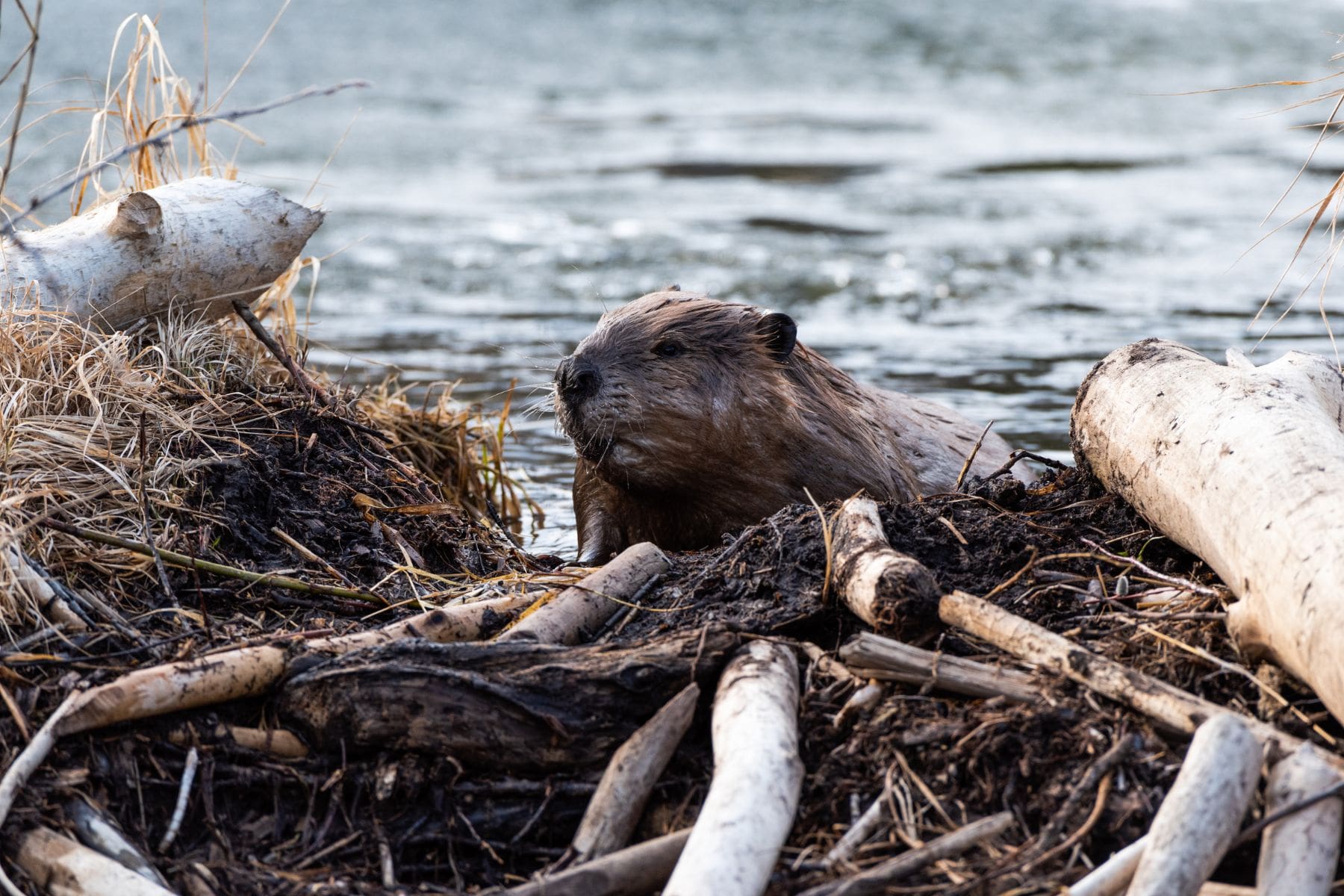 Giving a dam about beavers